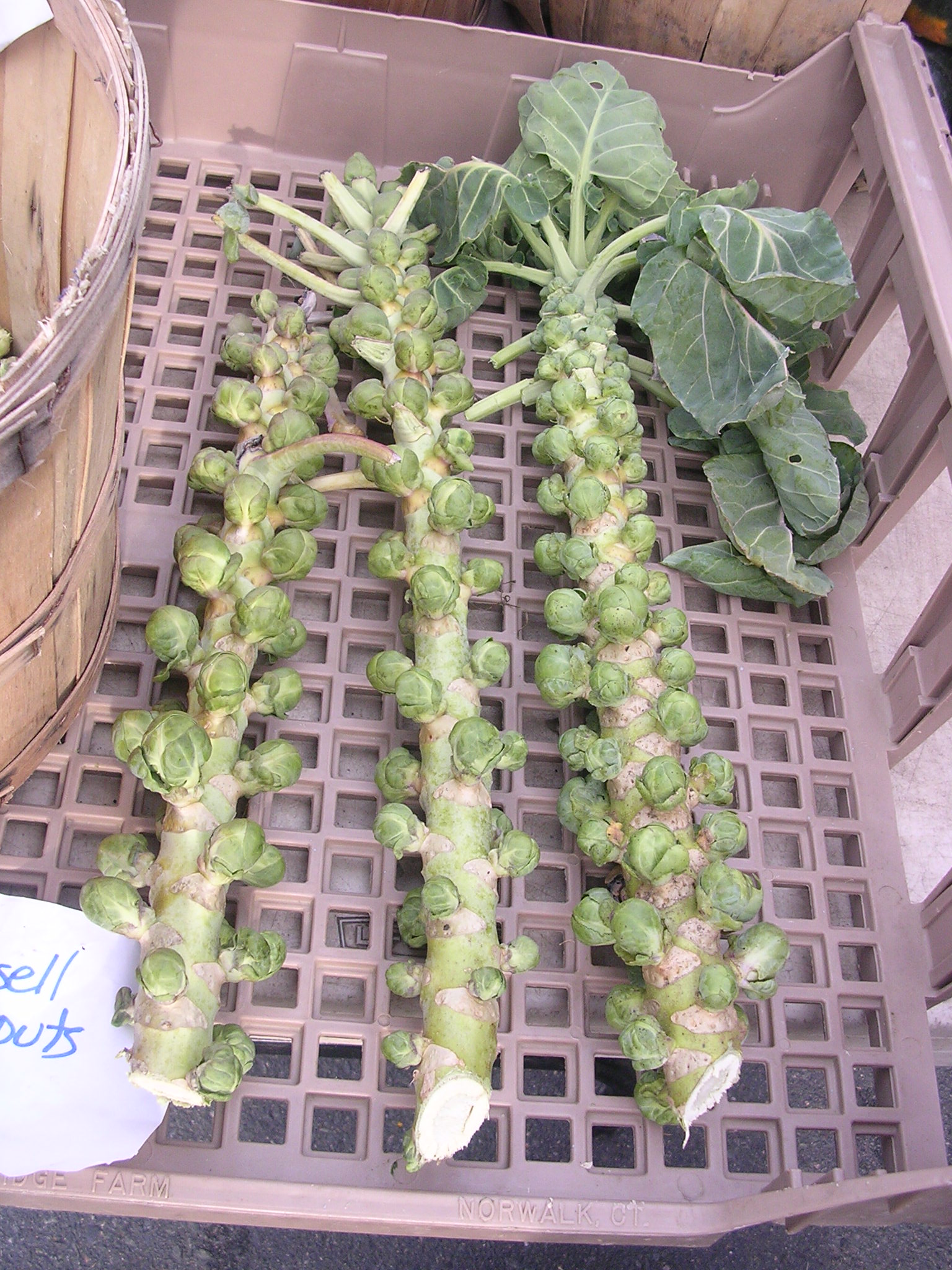 September veggie: Showing love for Brussels sprouts