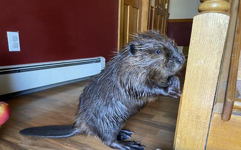 Meet Beave, the latest animal sensation