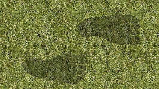Should you aerate your lawn?