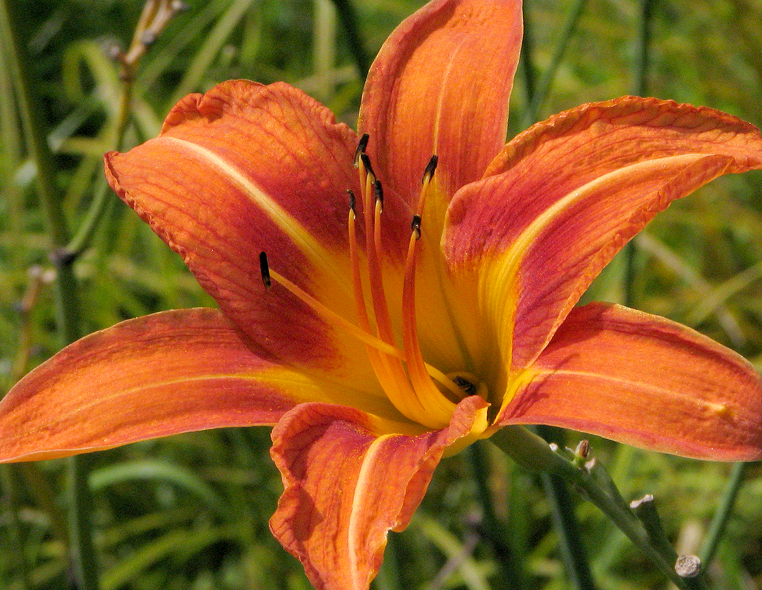 Perennials make flower gardens bloom...again and again