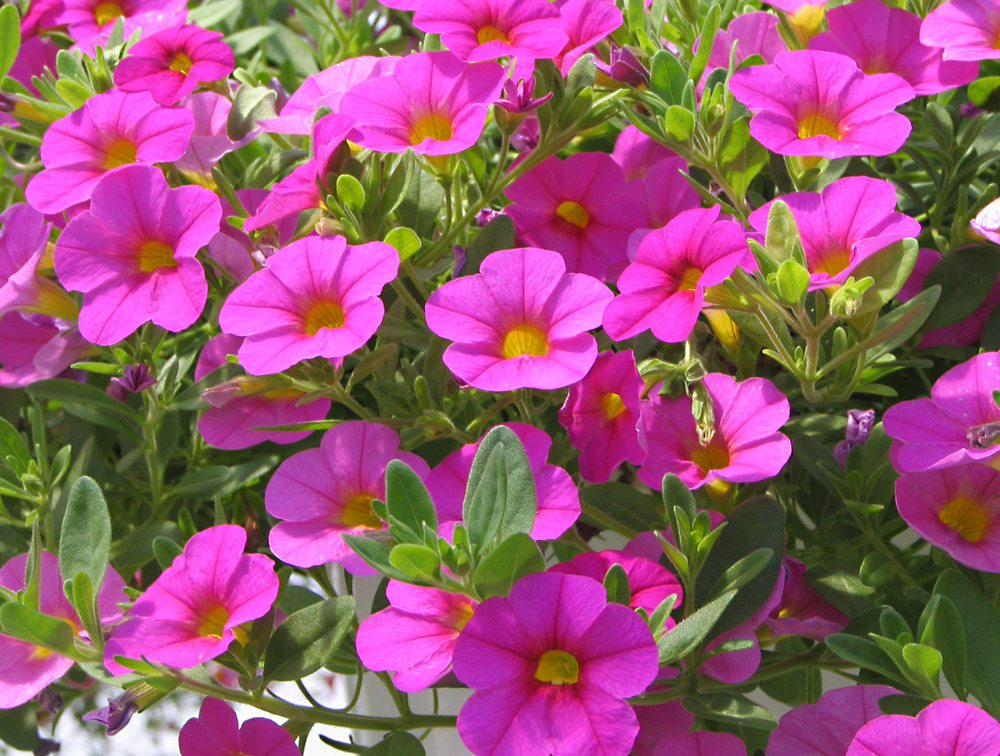 Help for those scraggly petunias