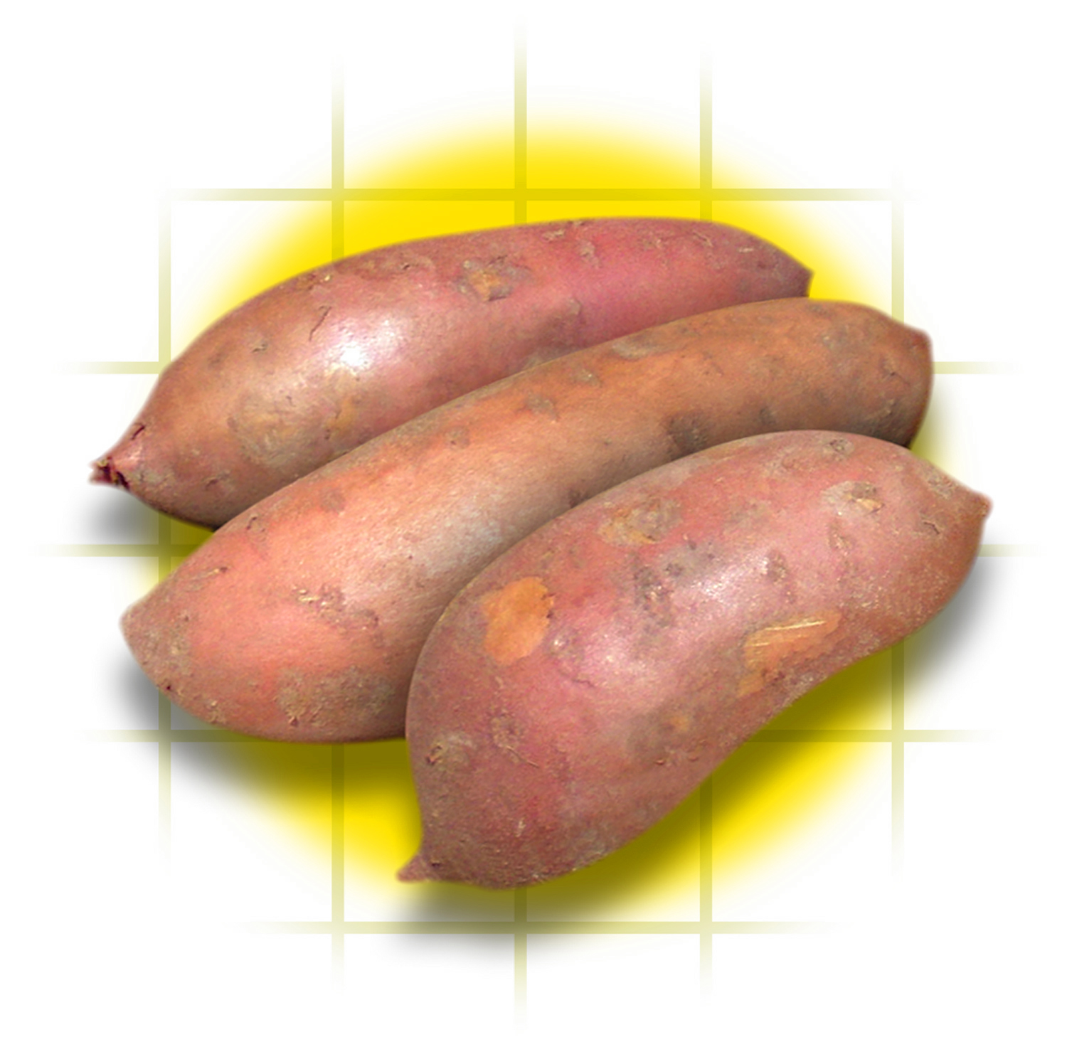 Sweet potato vines for summer! Grow one with the kids
