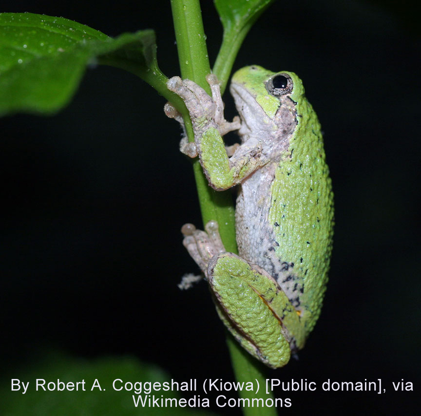 Frog songs trill through summer