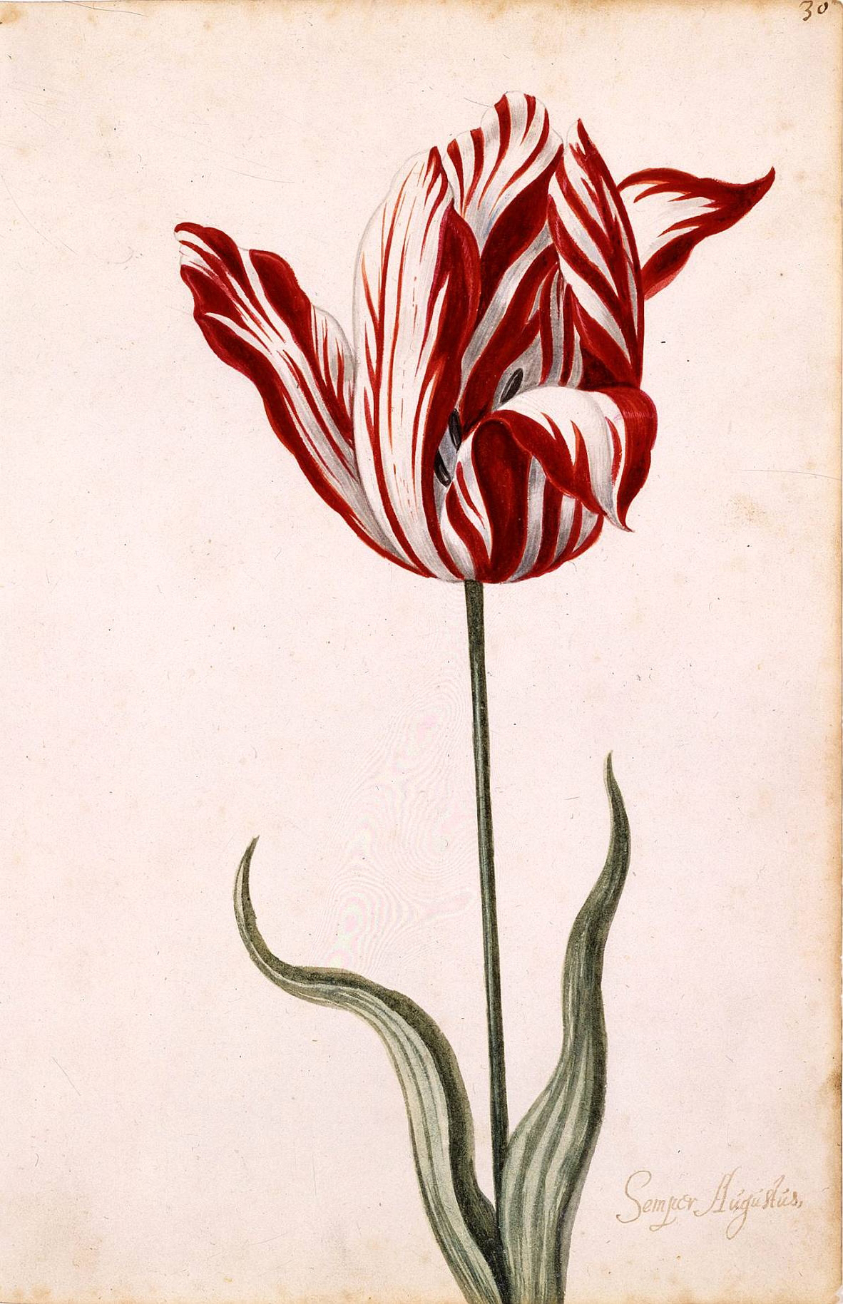 Speculative bubbles: tulips and Beanie Babies The rise and crash of the tulip