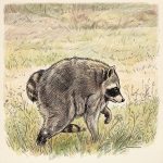 Meet Jimothy, the raccoon shaped like a little ball