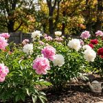 Encouraging peonies
